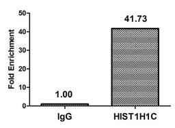 Chromatin Immunoprecipitation Hela (10<sup>6</sup>, treated with 30mM sodium butyrate for 4h) were treated with Micrococcal Nuclease, sonicated, and immunoprecipitated with 5µg anti-HIST1H1C (CSB-PA010378OA80hibHU) or a control normal rabbit IgG. The resulting ChIP DNA was quantified using real-time PCR with primers against the β-Globin promoter.