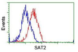 Flow Cytometry: SAT2 Antibody (1C9) [NBP2-01998] - Analysis of Hela cells, using anti-SAT2 antibody, (Red), compared to a nonspecific negative control antibody (Blue).