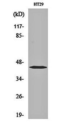 Western blot analysis of HT29 cell lysates using EDG-1 antibody