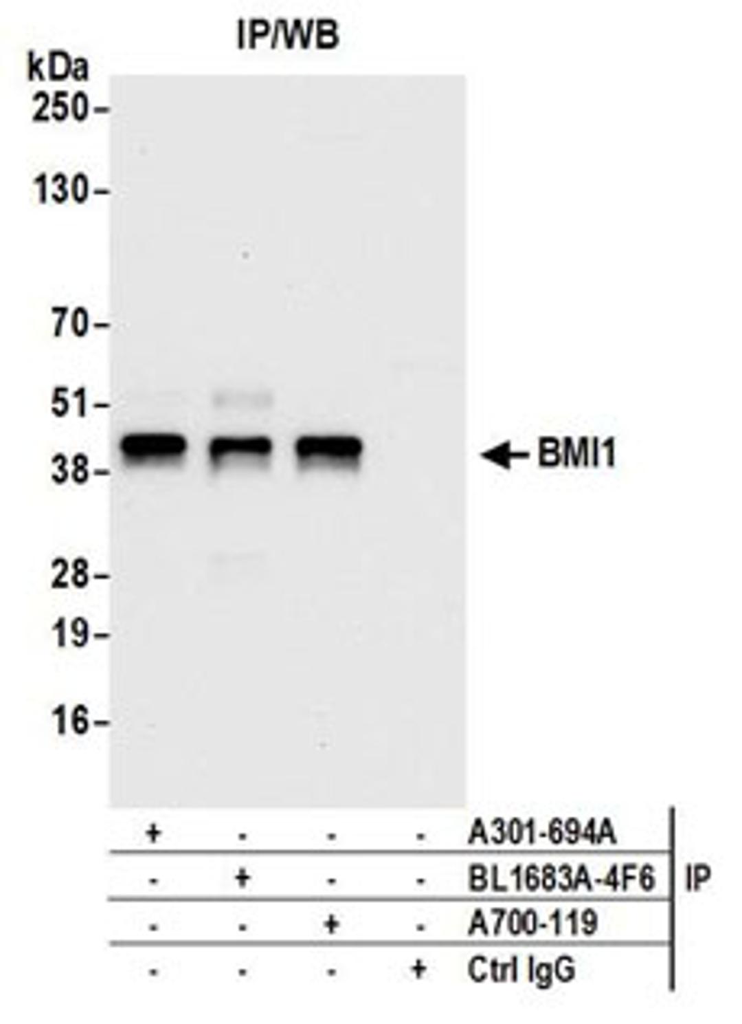 Detection of human BMI1 by western blot of immunoprecipitates.