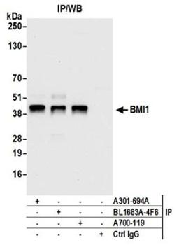 Detection of human BMI1 by western blot of immunoprecipitates.