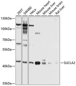 Western blot - SUCLA2 antibody (A10040)