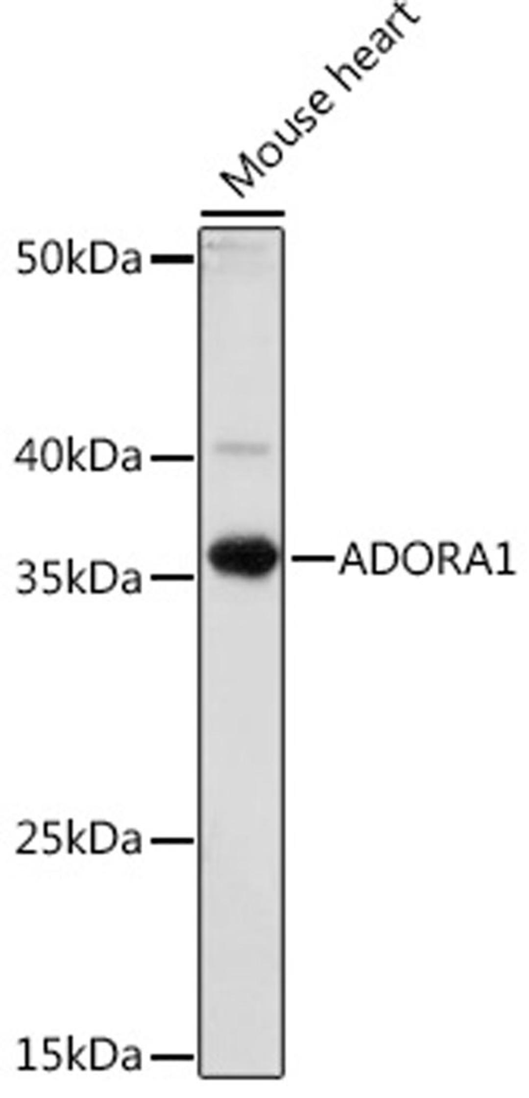 Western blot - ADORA1 antibody (A18525)