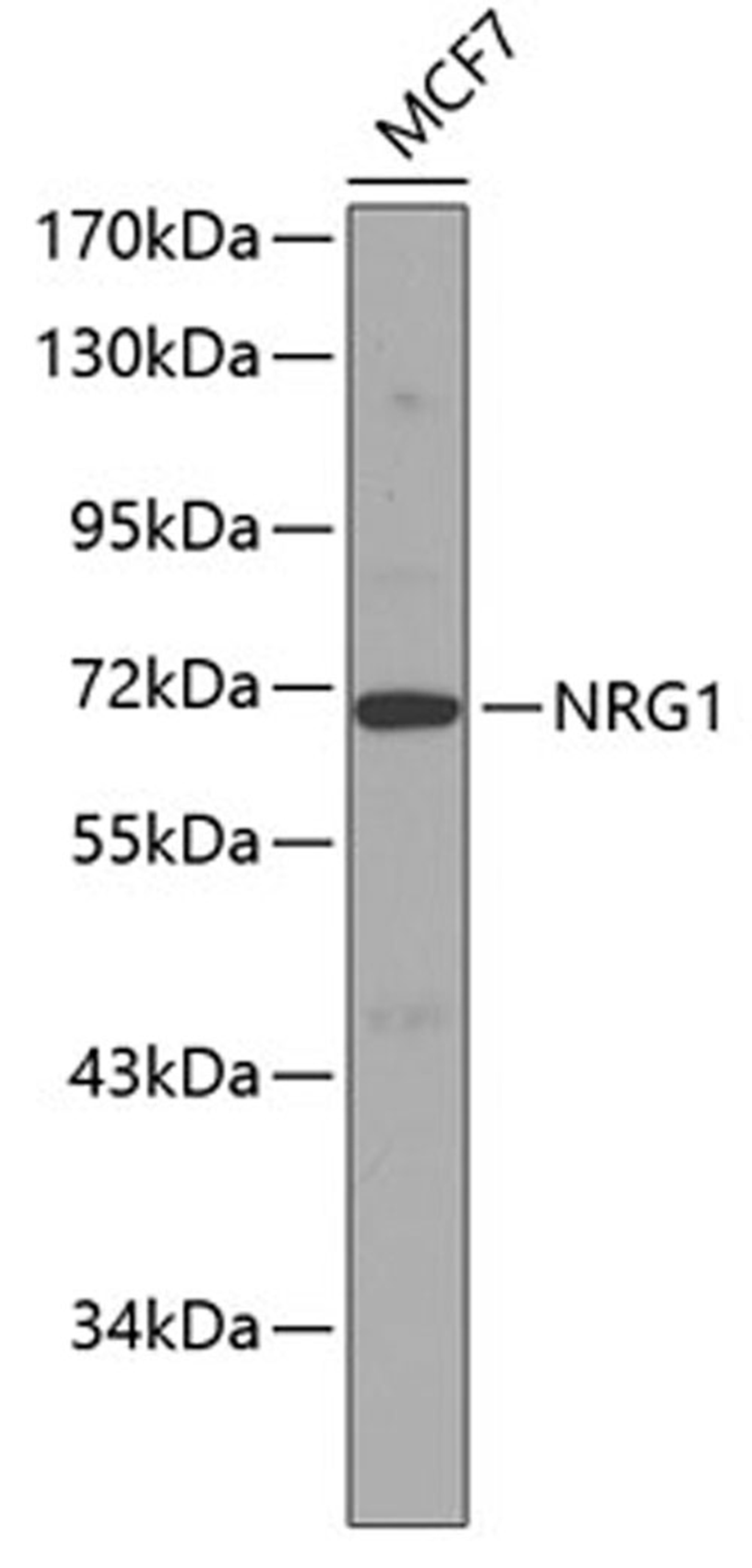 Western blot - NRG1 antibody (A0687)