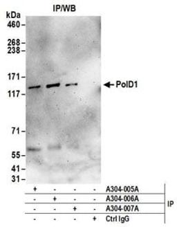 Detection of human PolD1 by western blot of immunoprecipitates.