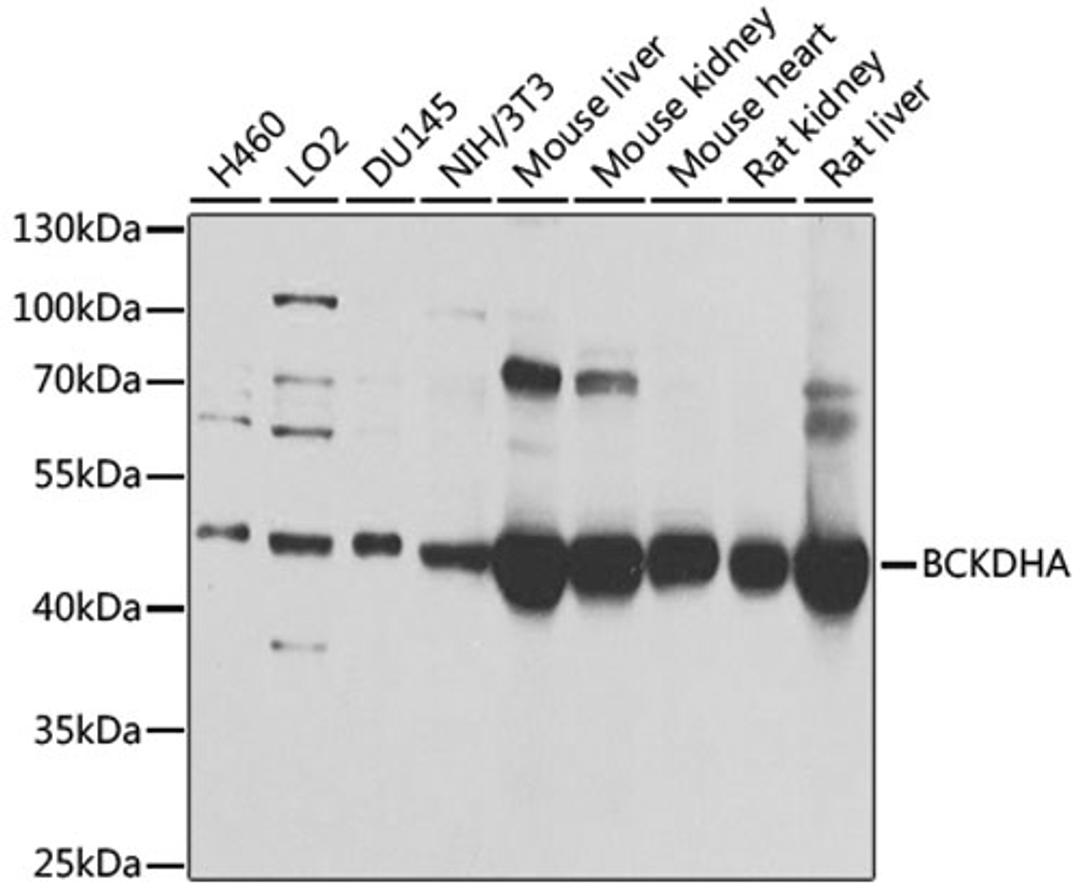 Western blot - BCKDHA antibody (A9806)