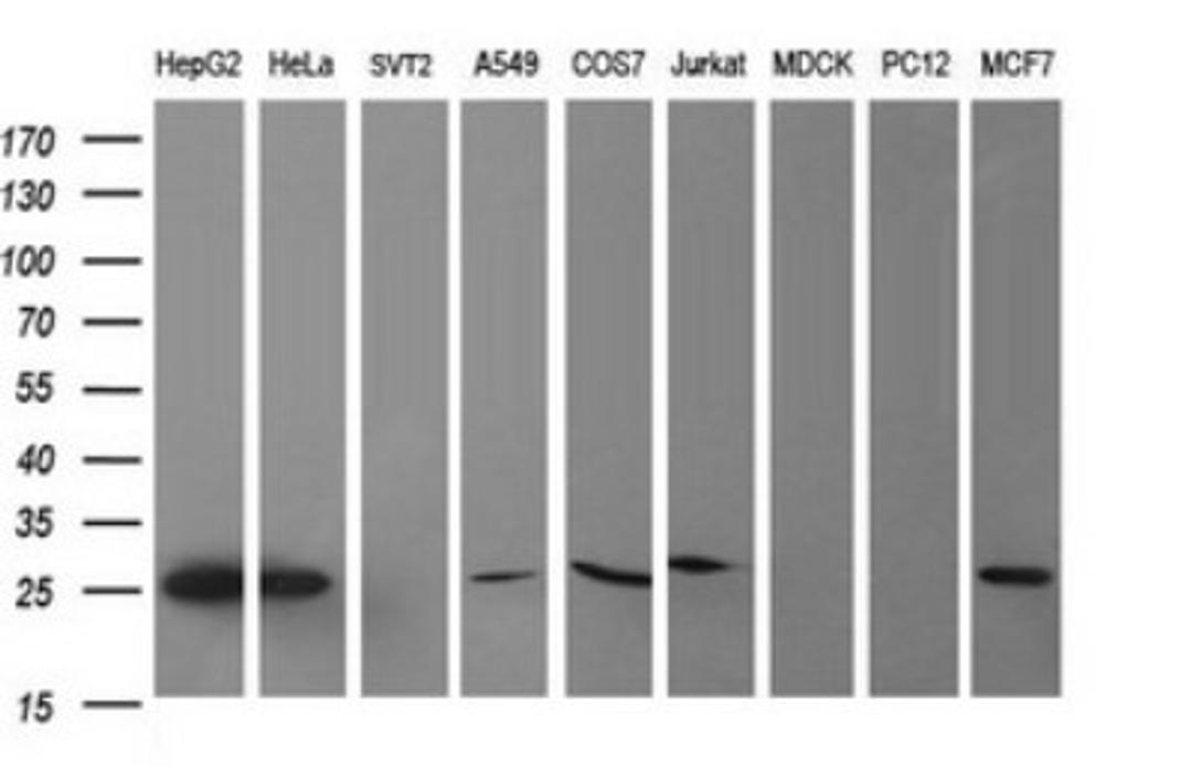 Western Blot: CMP kinase Antibody (1A1) [NBP2-46313] - Analysis of extracts (35ug) from 9 different cell lines (HepG2: human; HeLa: human; SVT2: mouse; A549: human; COS7: monkey; Jurkat: human; MDCK: canine; PC12: rat; MCF7: human).