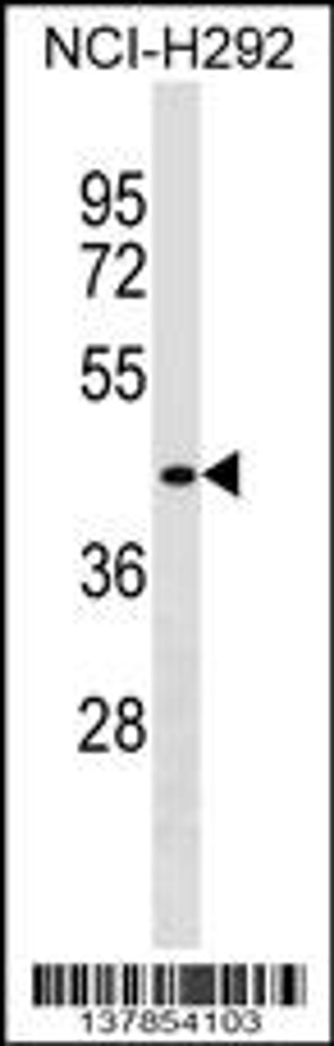 Western blot analysis in NCI-H292 cell line lysates (35ug/lane).