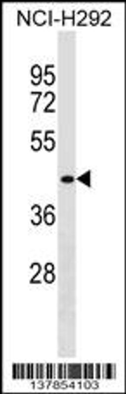 Western blot analysis in NCI-H292 cell line lysates (35ug/lane).