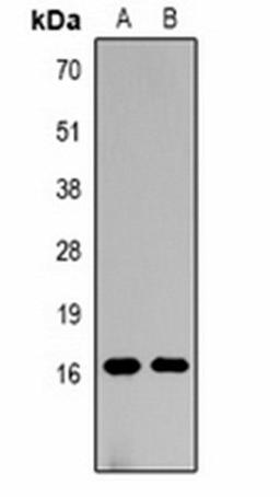 Western blot analysis of  Hela (Lane1), NIH3T3 (Lane2) whole cell lysates using Histone H3 (MonoMethyl K18) antibody