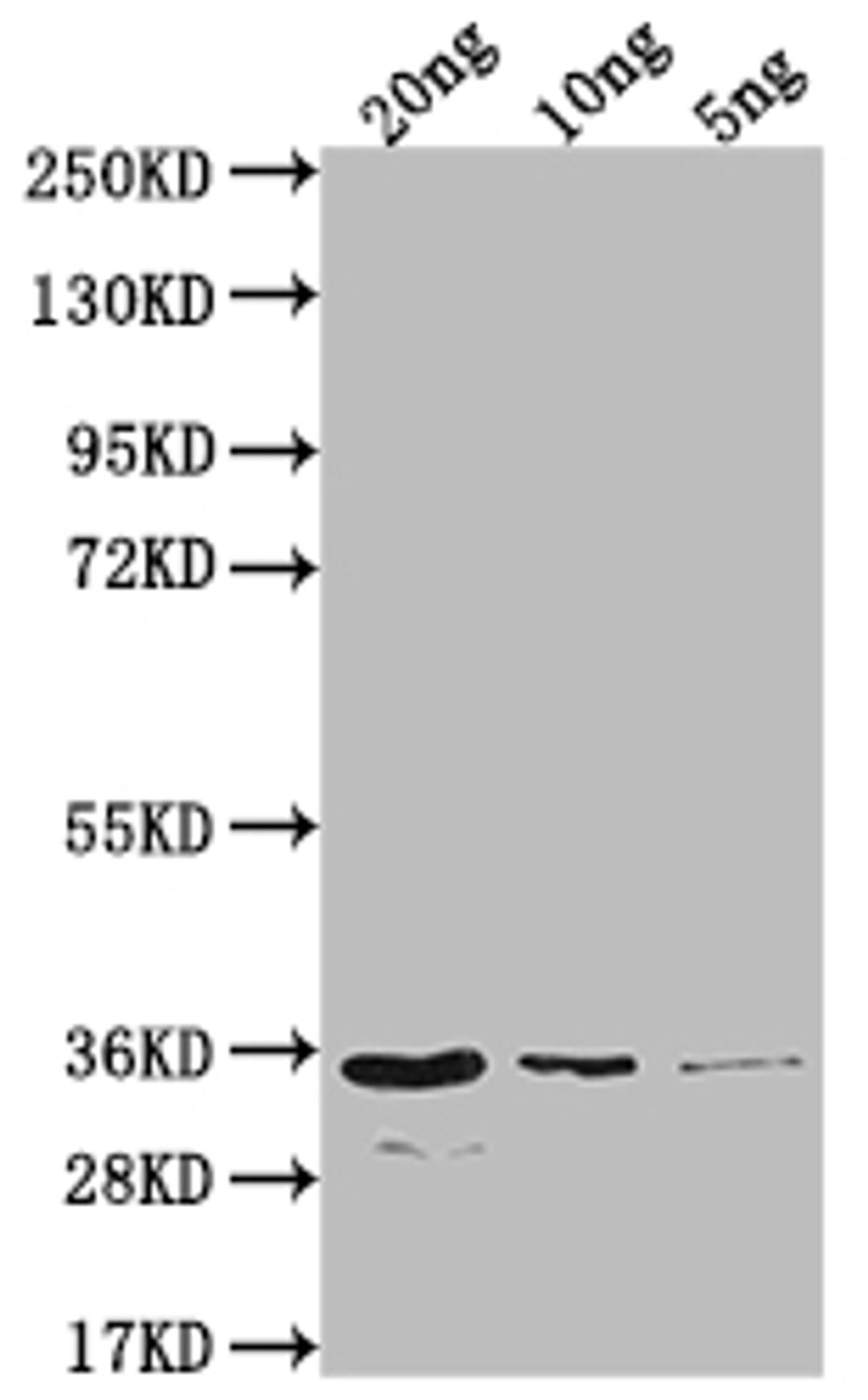 Western Blot. Positive WB detected in Recombinant protein. All lanes: EIN2 antibody at 1:2000. Secondary. Goat polyclonal to rabbit IgG at 1/50000 dilution. Predicted band size: 35 kDa. Observed band size: 35 kDa. 