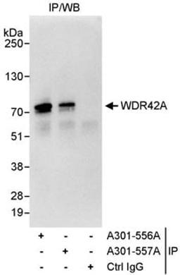 Detection of human WDR42A by western blot of immunoprecipitates.