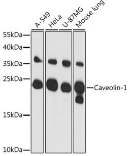 Western blot - Caveolin-1 antibody (A1555)