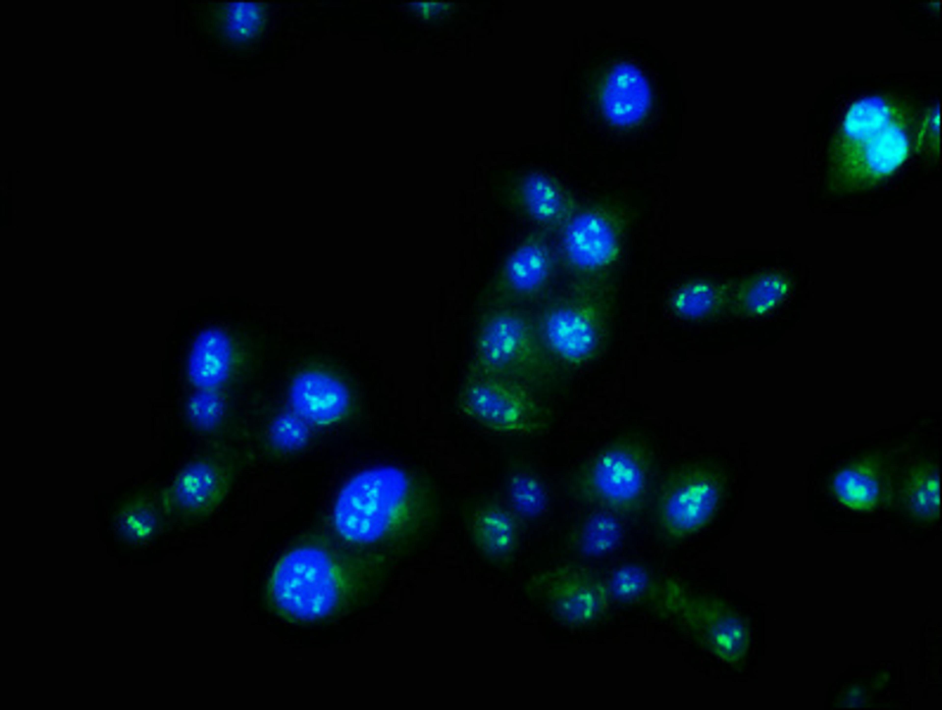 Immunofluorescence staining of Hela cells with CSB-PA842695LA01HU at 1:100, counter-stained with DAPI. The cells were fixed in 4% formaldehyde, permeabilized using 0.2% Triton X-100 and blocked in 10% normal Goat Serum. The cells were then incubated with the antibody overnight at 4°C. The secondary antibody was Alexa Fluor 488-congugated AffiniPure Goat Anti-Rabbit IgG(H+L).
