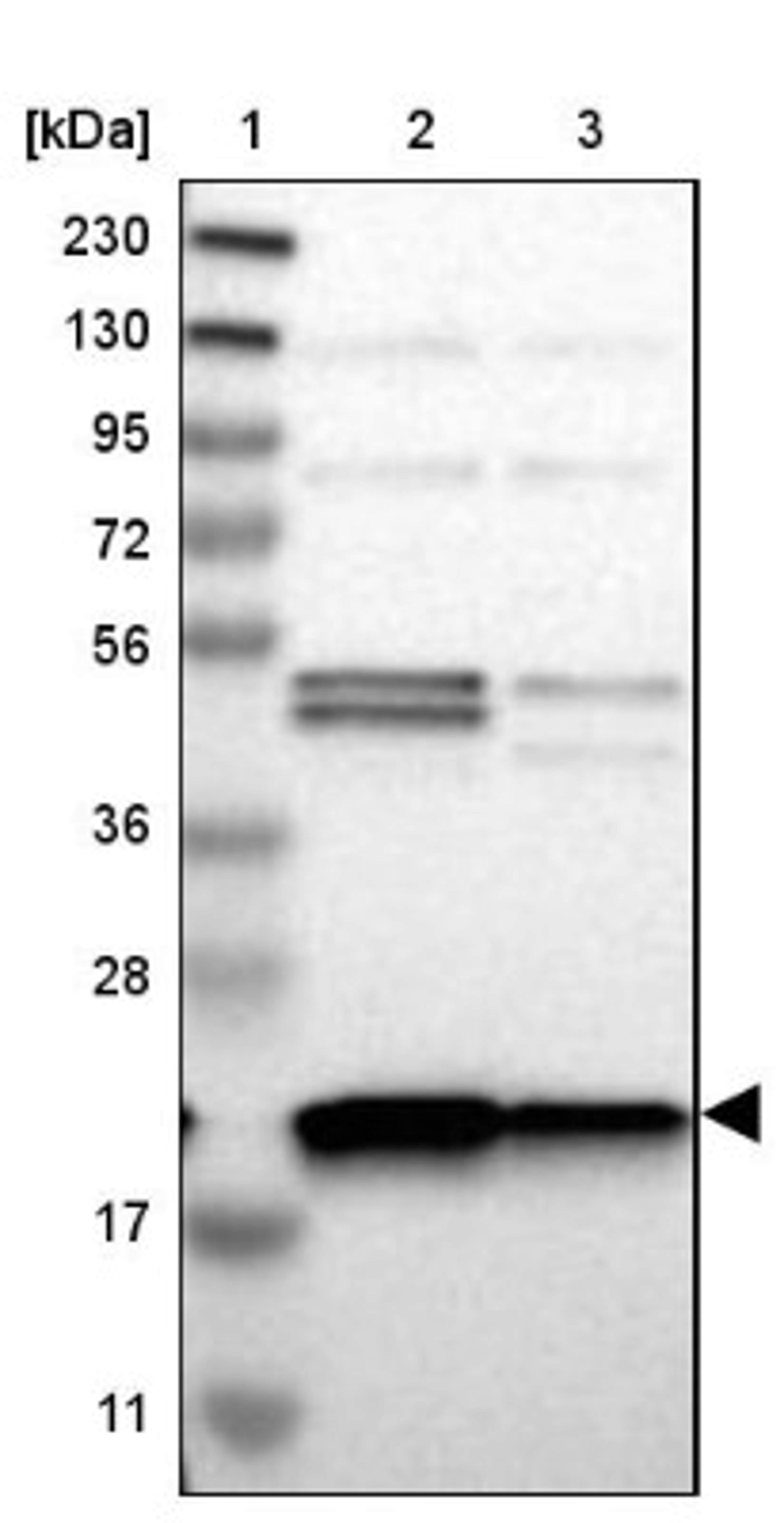 Western Blot: TMEM109 Antibody [NBP1-93462] - Lane 1: Marker [kDa] 230, 130, 95, 72, 56, 36, 28, 17, 11<br/>Lane 2: Human cell line RT-4<br/>Lane 3: Human cell line U-251MG sp