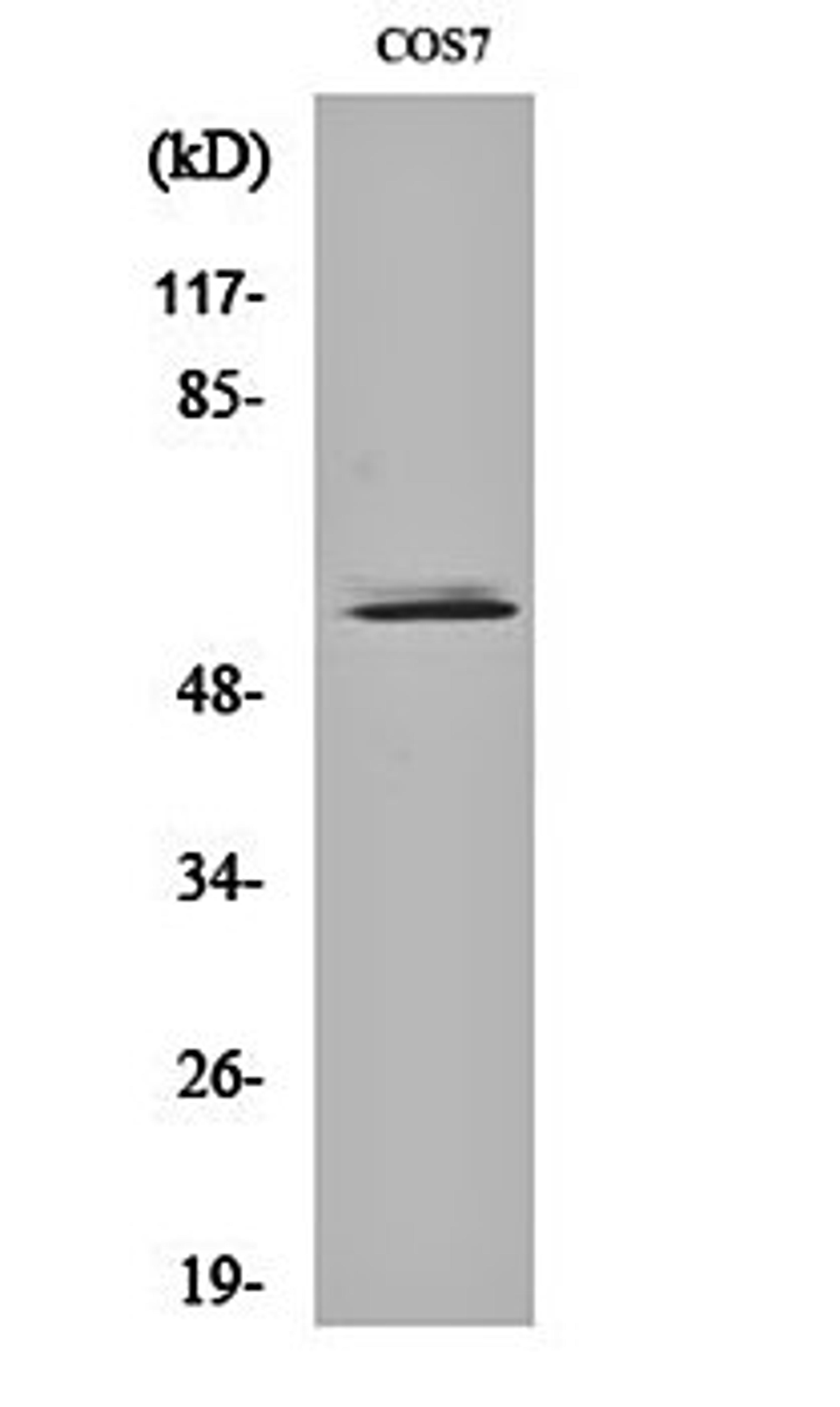 Western blot analysis of COS7 cell lysates using NIPA antibody