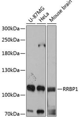 Western blot - RRBP1 antibody (A12239)