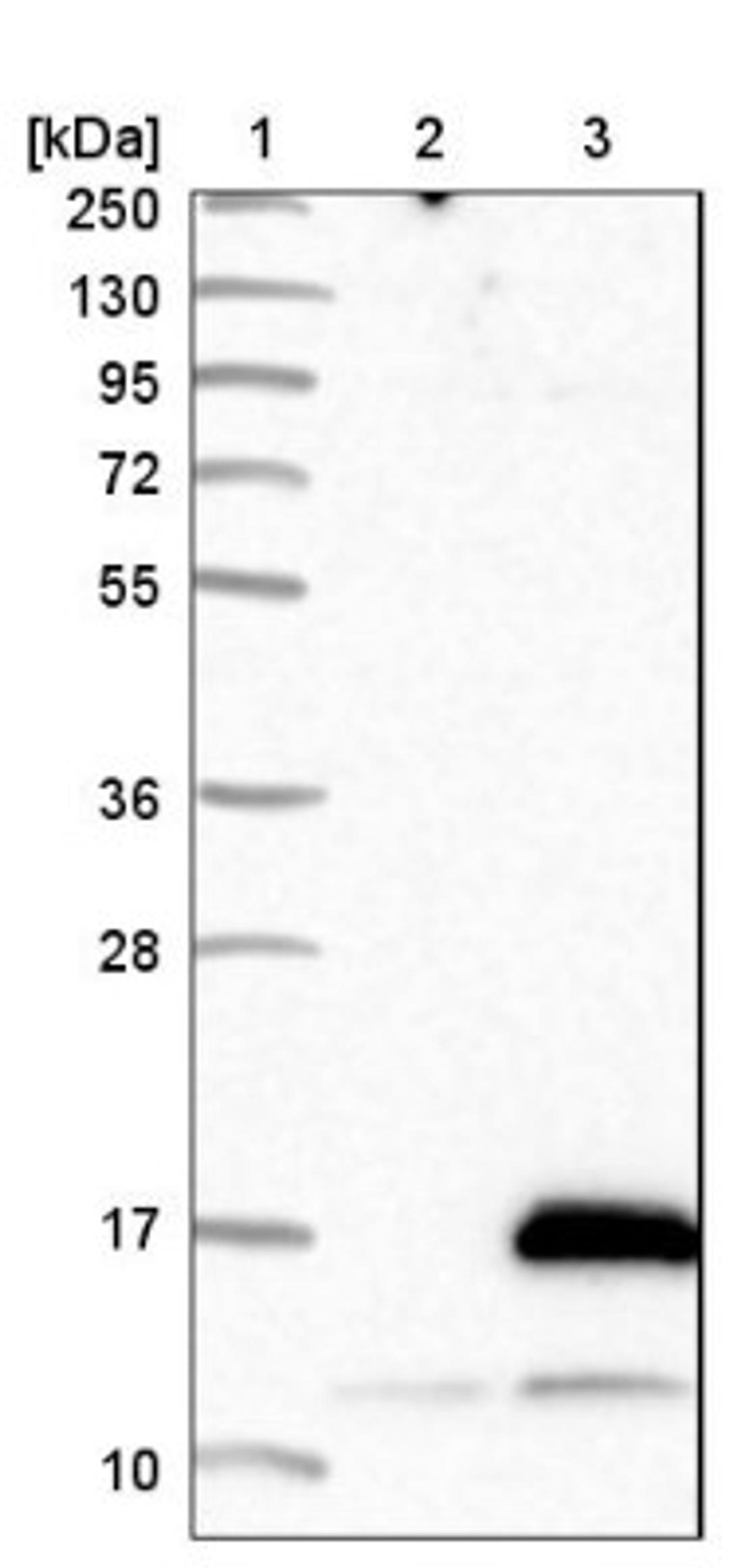 Western Blot: ATPase Inhibitory Factor 1 Antibody [NBP1-90069] - Lane 1: Marker [kDa] 250, 130, 95, 72, 55, 36, 28, 17, 10<br/>Lane 2: Negative control (vector only transfected HEK293T lysate)<br/>Lane 3: Over-expression lysate (Co-expressed with a C-terminal myc-DDK tag (~3.1 kDa) in mammalian HEK293T cells, LY414048)