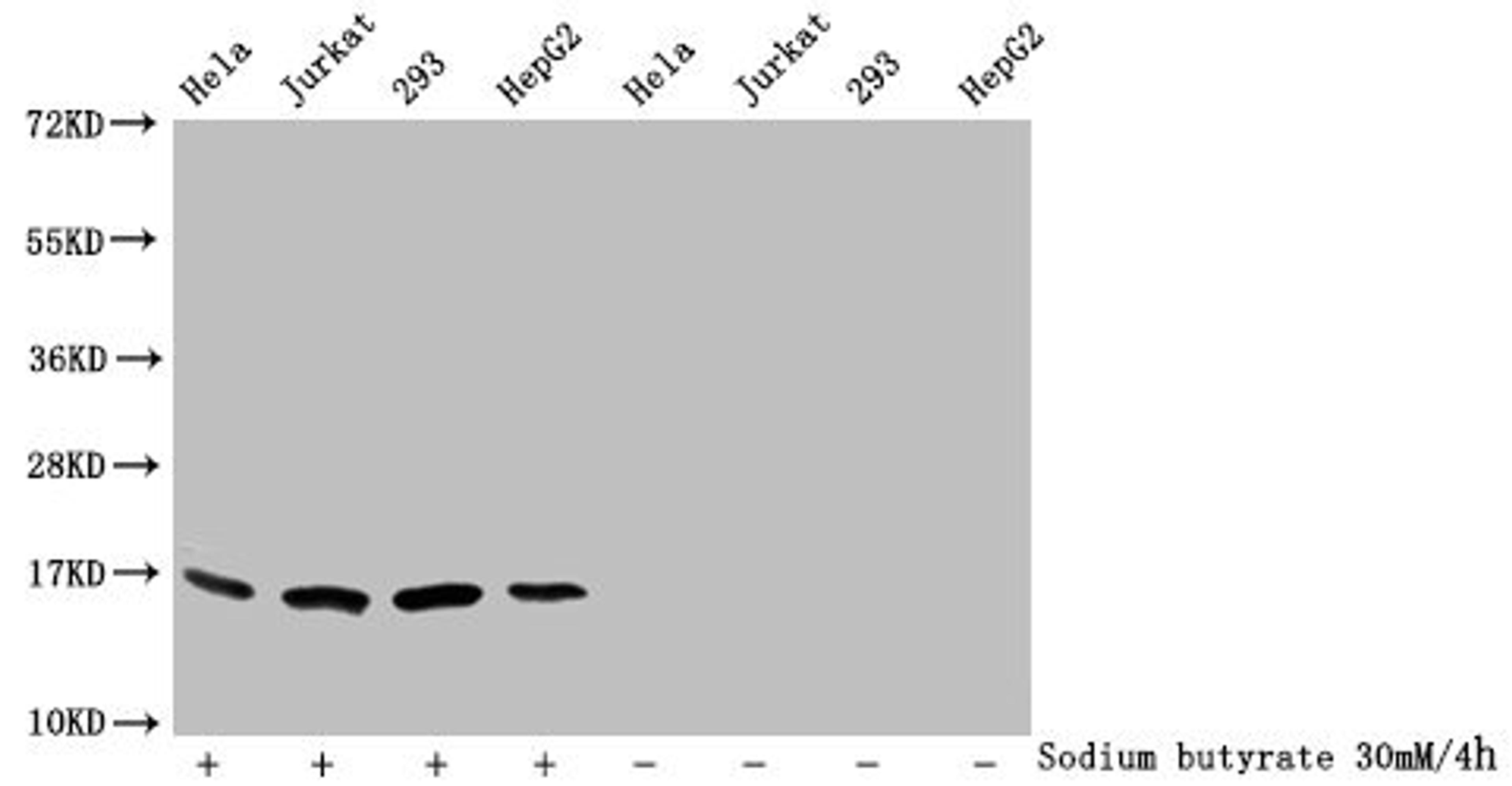 Western Blot. Detected samples: Hela whole cell lysate, Jurkat whole cell lysate, 293 whole cell lysate, HepG2 whole cell lysate; Untreated (-) or treated (+) with 30mM sodium butyrate for 4h. All lanes: HIST1H3A antibody at 1:1000. Secondary. Goat polyclonal to rabbit IgG at 1/40000 dilution. Predicted band size: 16 kDa. Observed band size: 16 kDa