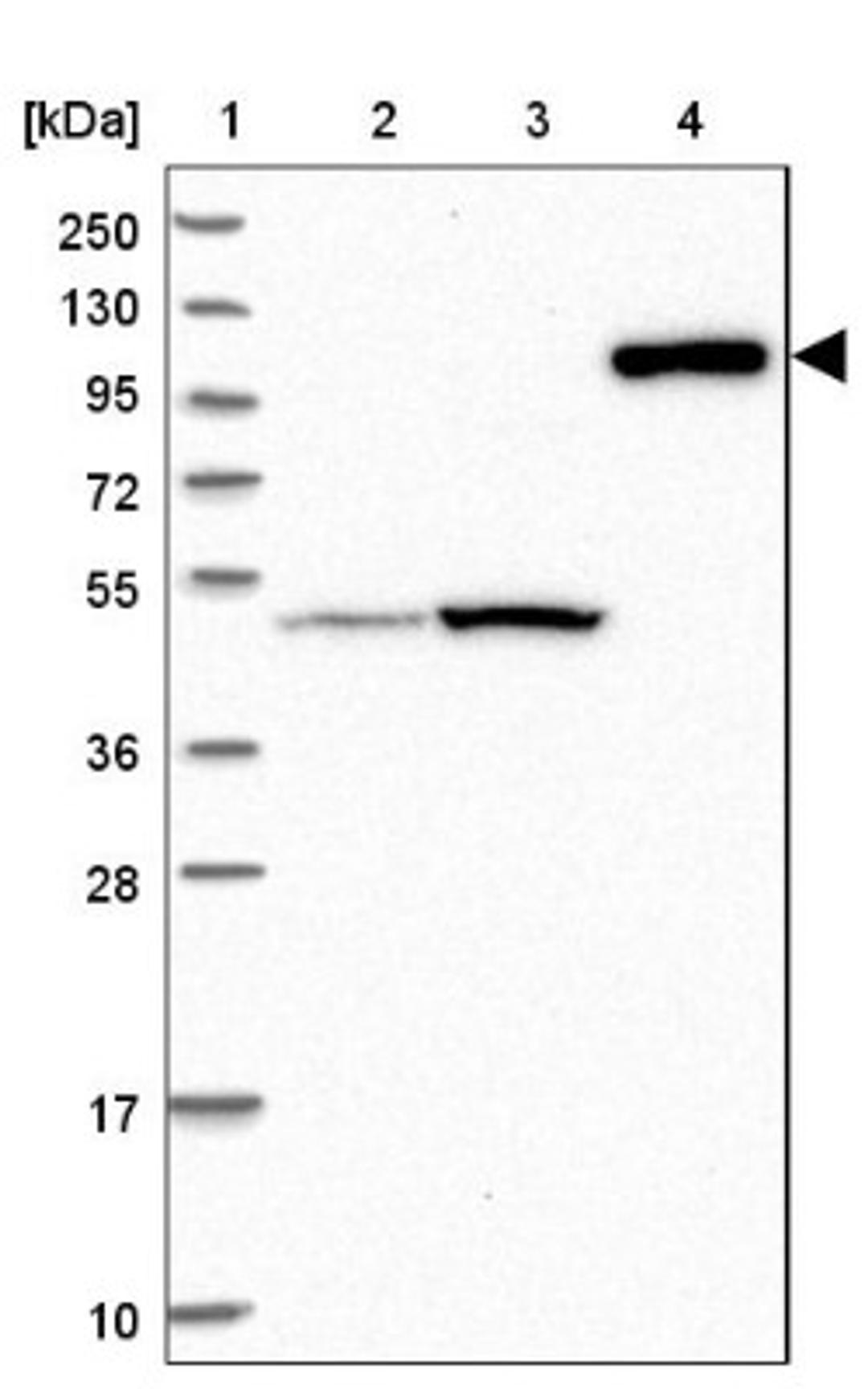 Western Blot: CNTN5 Antibody [NBP1-83242] - Lane 1: Marker [kDa] 250, 130, 95, 72, 55, 36, 28, 17, 10<br/>Lane 2: Human cell line RT-4<br/>Lane 3: Human cell line U-251MG sp<br/>Lane 4: Human plasma (IgG/HSA depleted)