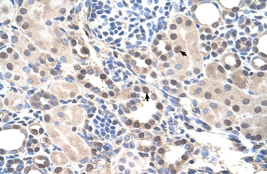 Antibody used in IHC on Human kidney.