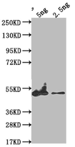 Western Blot. Positive WB detected in Recombinant protein. All lanes: eta antibody at 1:2000. Secondary. Goat polyclonal to rabbit IgG at 1/50000 dilution. Predicted band size: 39.9 kDa. Observed band size: 48 kDa.