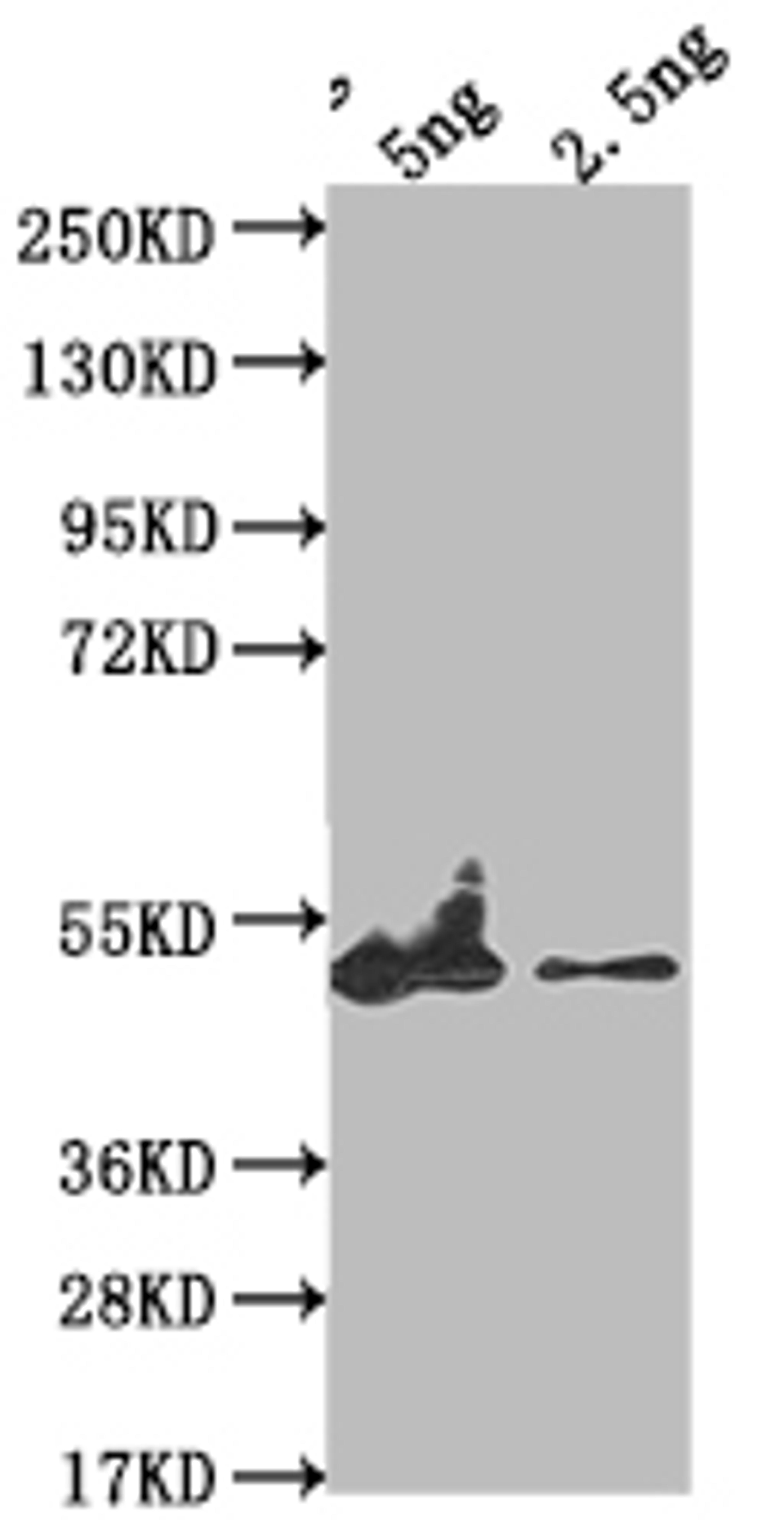 Western Blot. Positive WB detected in Recombinant protein. All lanes: eta antibody at 1:2000. Secondary. Goat polyclonal to rabbit IgG at 1/50000 dilution. Predicted band size: 39.9 kDa. Observed band size: 48 kDa.