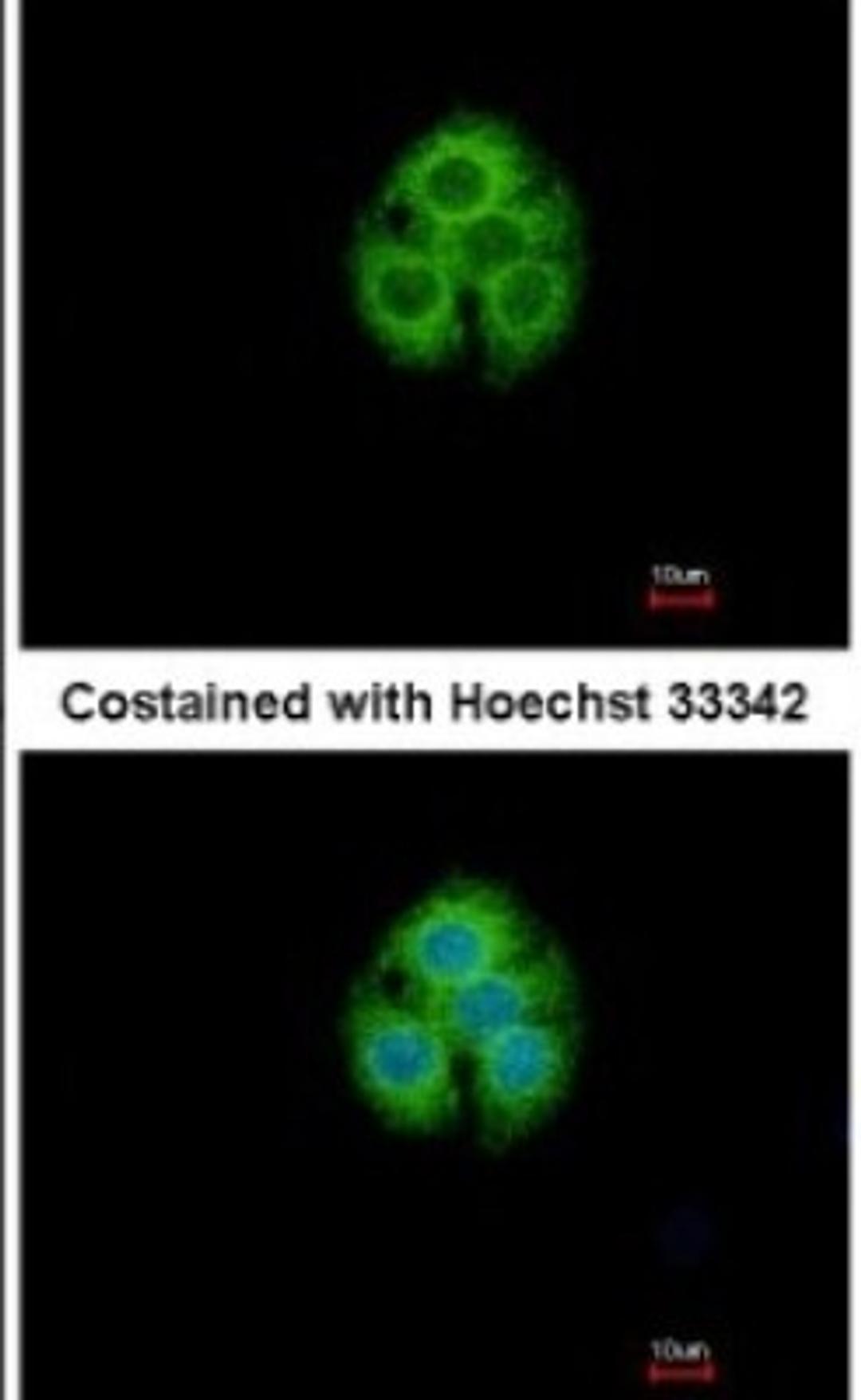 Immunocytochemistry/Immunofluorescence: GLYATL1 Antibody [NBP1-32600] - Analysis of methanol-fixed Hep G2, using antibody at 1:500 dilution.