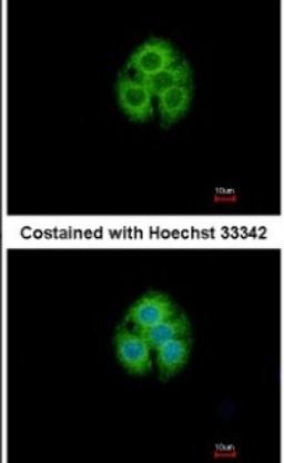 Immunocytochemistry/Immunofluorescence: GLYATL1 Antibody [NBP1-32600] - Analysis of methanol-fixed Hep G2, using antibody at 1:500 dilution.