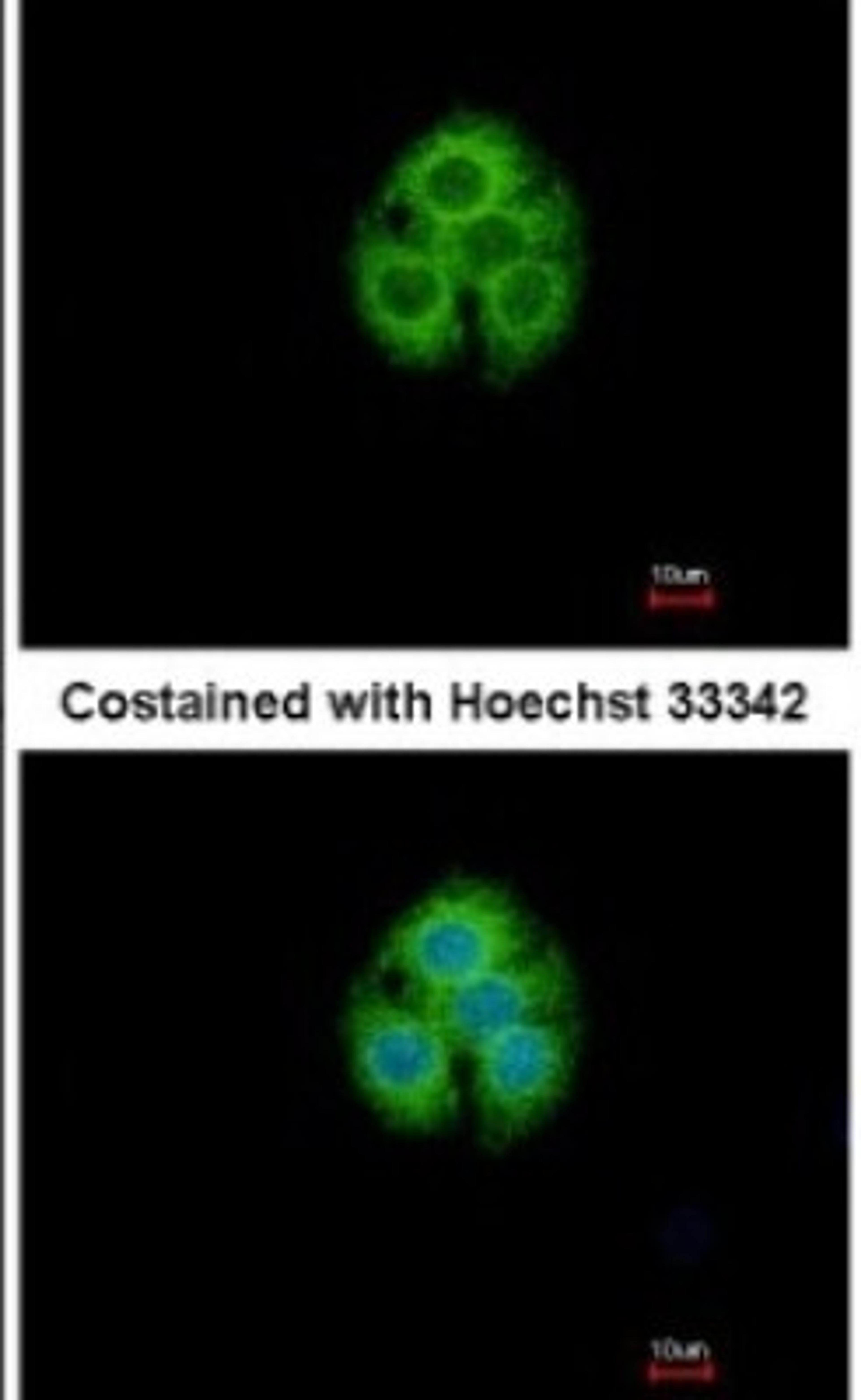 Immunocytochemistry/Immunofluorescence: GLYATL1 Antibody [NBP1-32600] - Analysis of methanol-fixed Hep G2, using antibody at 1:500 dilution.