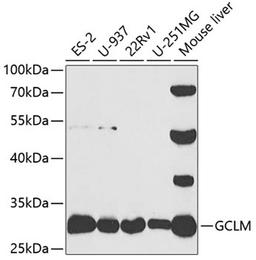 Western blot - GCLM antibody (A5314)