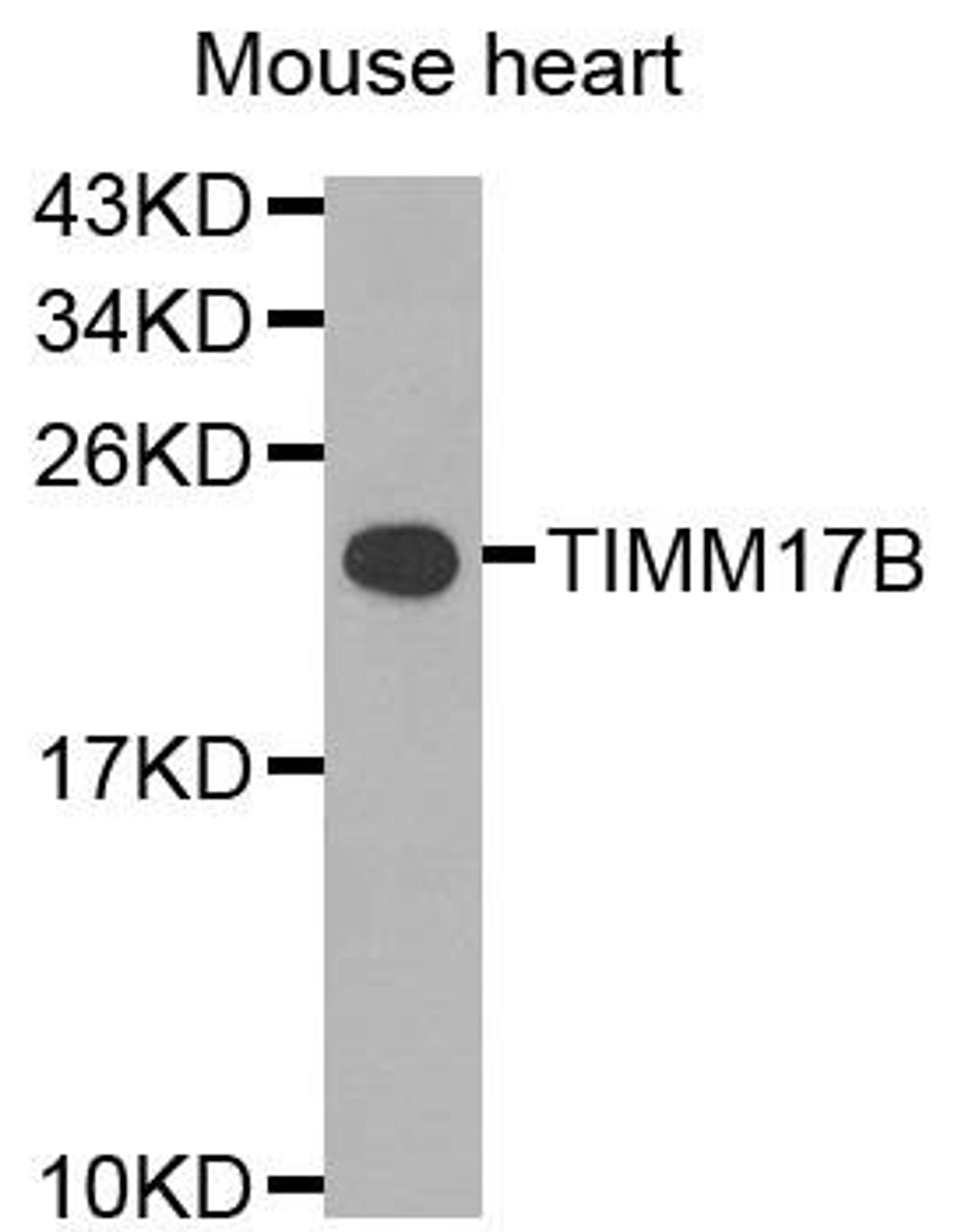 Western blot analysis of extracts of mouse heart cells using TIMM17B antibody