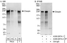 Detection of human Claspin by western blot and immunoprecipitation.