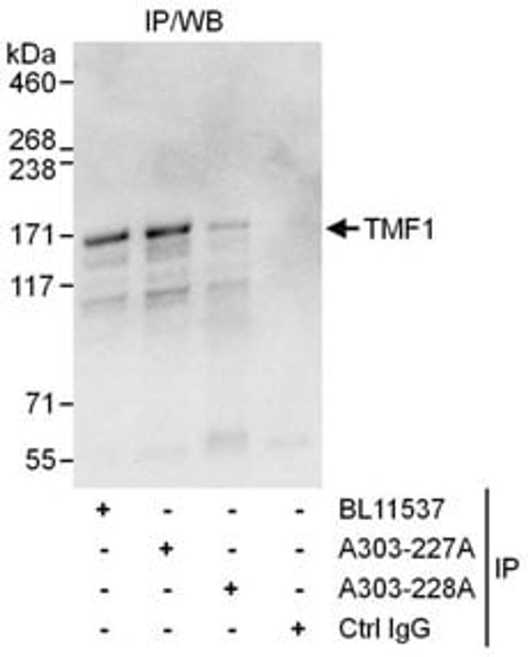 Detection of human TMF1 by western blot and immunoprecipitation.