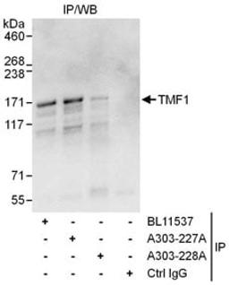 Detection of human TMF1 by western blot and immunoprecipitation.