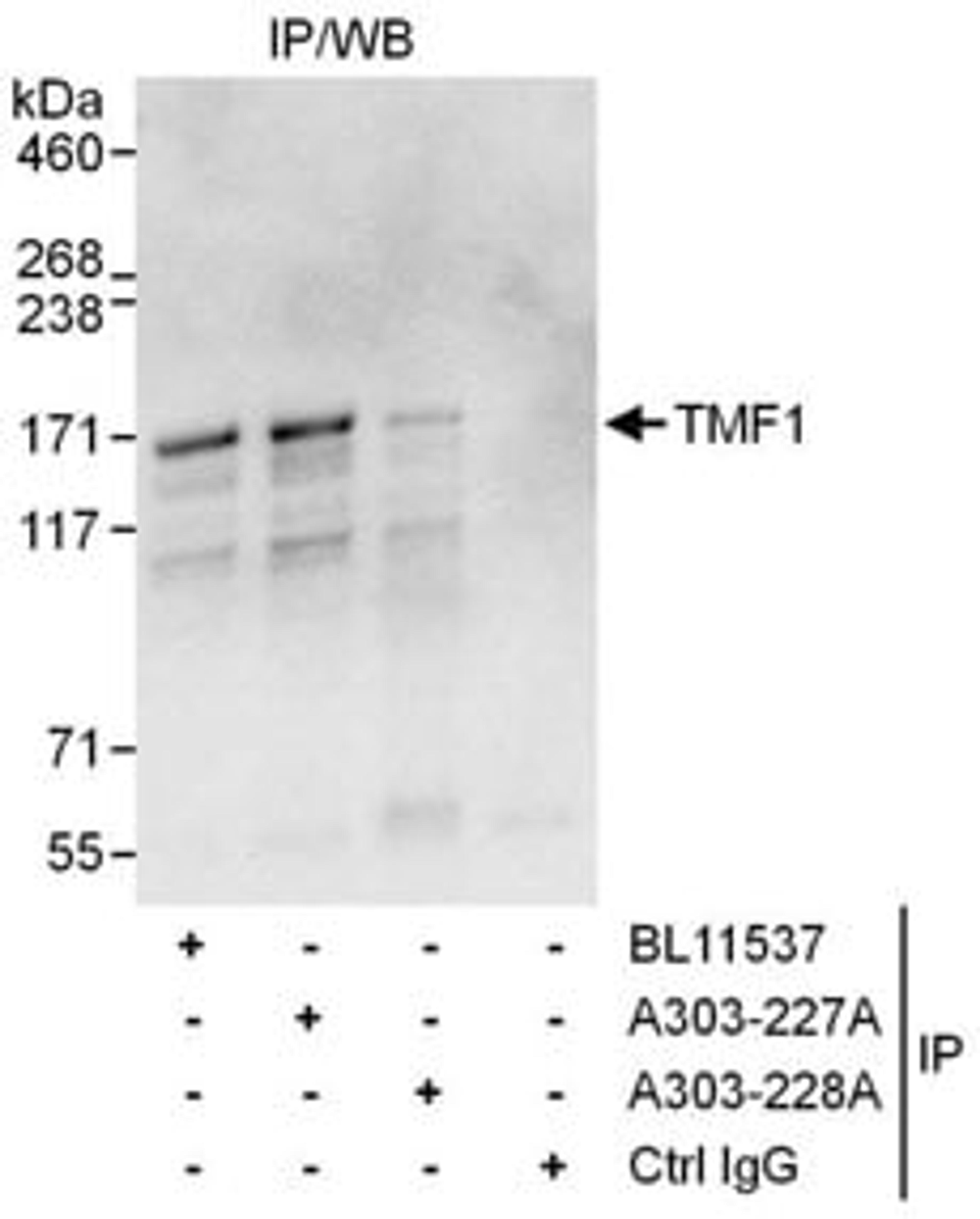 Detection of human TMF1 by western blot and immunoprecipitation.