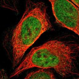 Immunocytochemistry/Immunofluorescence: WDR13 Antibody [NBP1-85820] - Staining of human cell line U-2 OS shows positivity in nucleus but not nucleoli & cytoplasm.