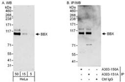 Detection of human BBX by western blot and immunoprecipitation.