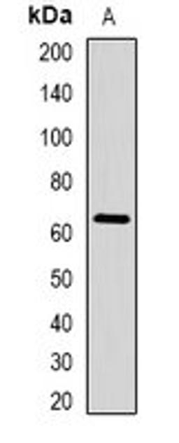 Western blot analysis of HepG2 (Lane1) whole cell lysates using STAU1 antibody