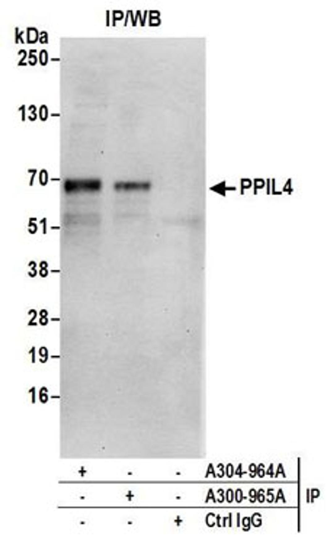 Detection of human PPIL4 by western blot of immunoprecipitates.