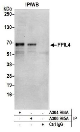 Detection of human PPIL4 by western blot of immunoprecipitates.