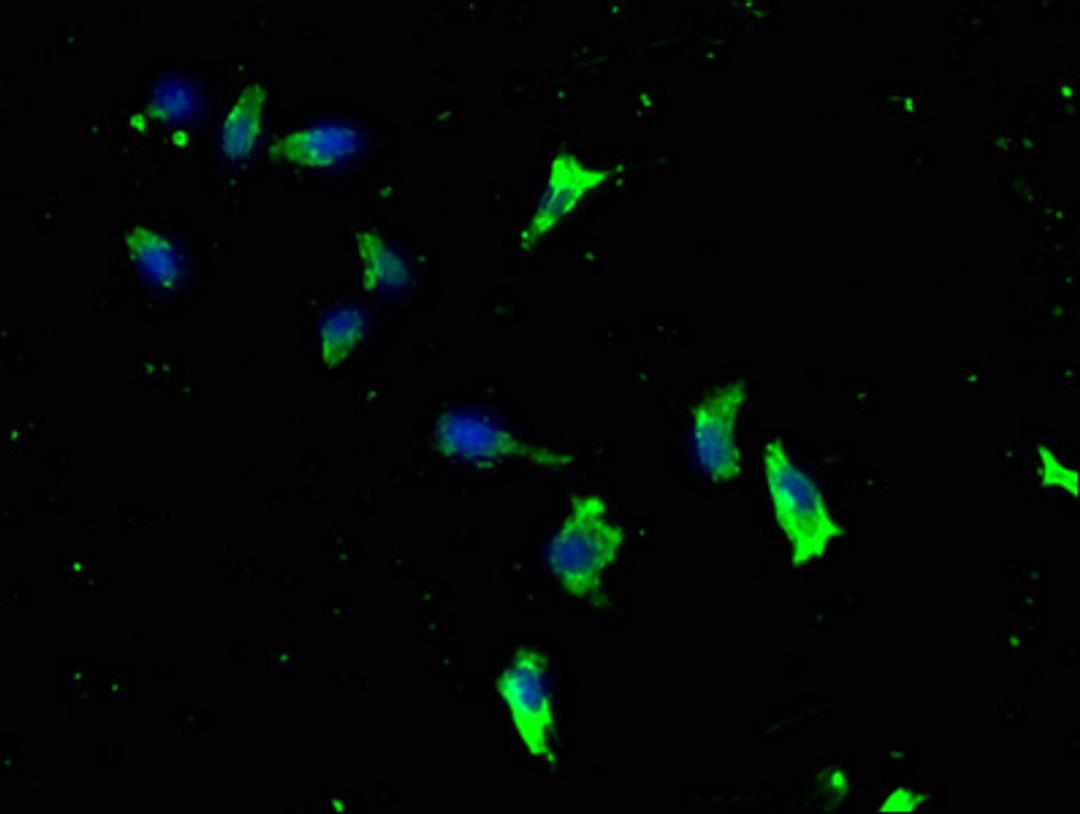 Immunofluorescence staining of SH-SY5Y cells with CSB-PA012695LA01HU at 1:133, counter-stained with DAPI. The cells were fixed in 4% formaldehyde, permeabilized using 0.2% Triton X-100 and blocked in 10% normal Goat Serum. The cells were then incubated with the antibody overnight at 4°C. The secondary antibody was Alexa Fluor 488-congugated AffiniPure Goat Anti-Rabbit IgG(H+L).