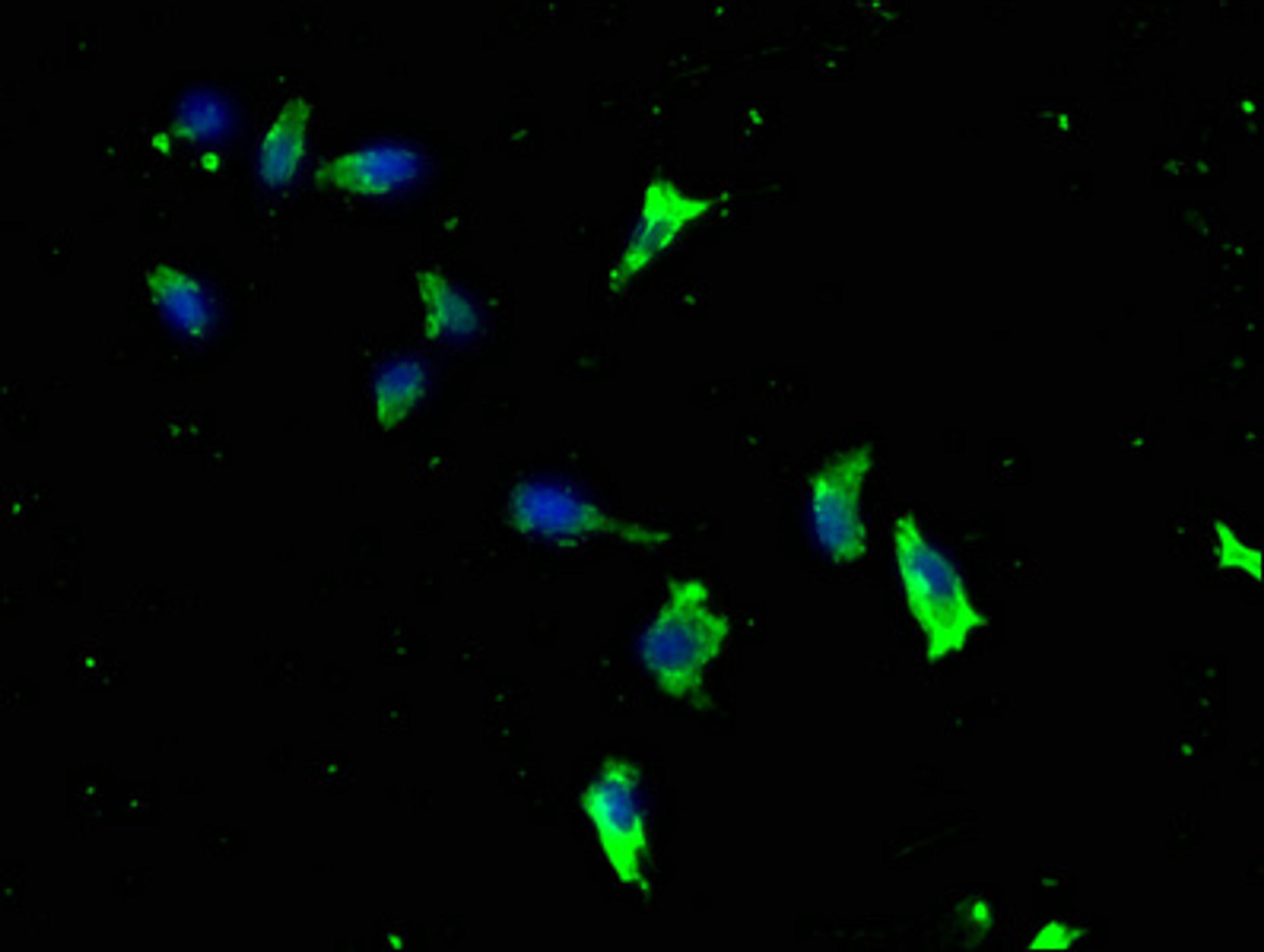 Immunofluorescence staining of SH-SY5Y cells with CSB-PA012695LA01HU at 1:133, counter-stained with DAPI. The cells were fixed in 4% formaldehyde, permeabilized using 0.2% Triton X-100 and blocked in 10% normal Goat Serum. The cells were then incubated with the antibody overnight at 4°C. The secondary antibody was Alexa Fluor 488-congugated AffiniPure Goat Anti-Rabbit IgG(H+L).