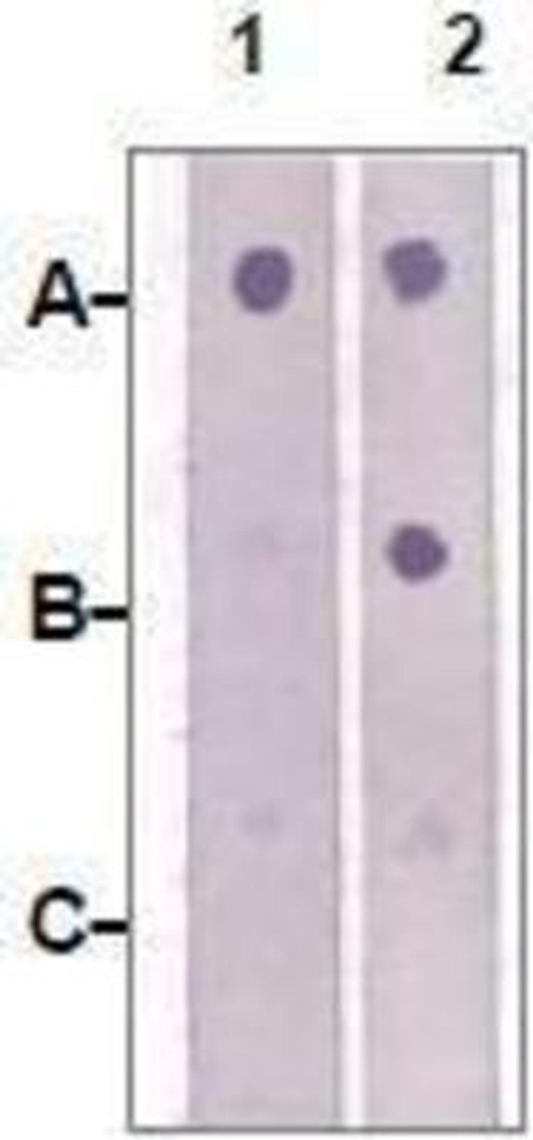 Dot Blot: IRS2 Antibody [NBP1-72215] - 1 mg peptide was blot onto NC membrane   A: IRS-2(pS731)  B: IRS-2(non phosphorylated)  C: Non-related Phosphopeptide)  Followed by rabbit antibodies  incubation at a 1:1000 dilution:  1: Rabbit anti-IRS-2(pS731)  2: Rabbit anti-IRS-2(Paired  S731)