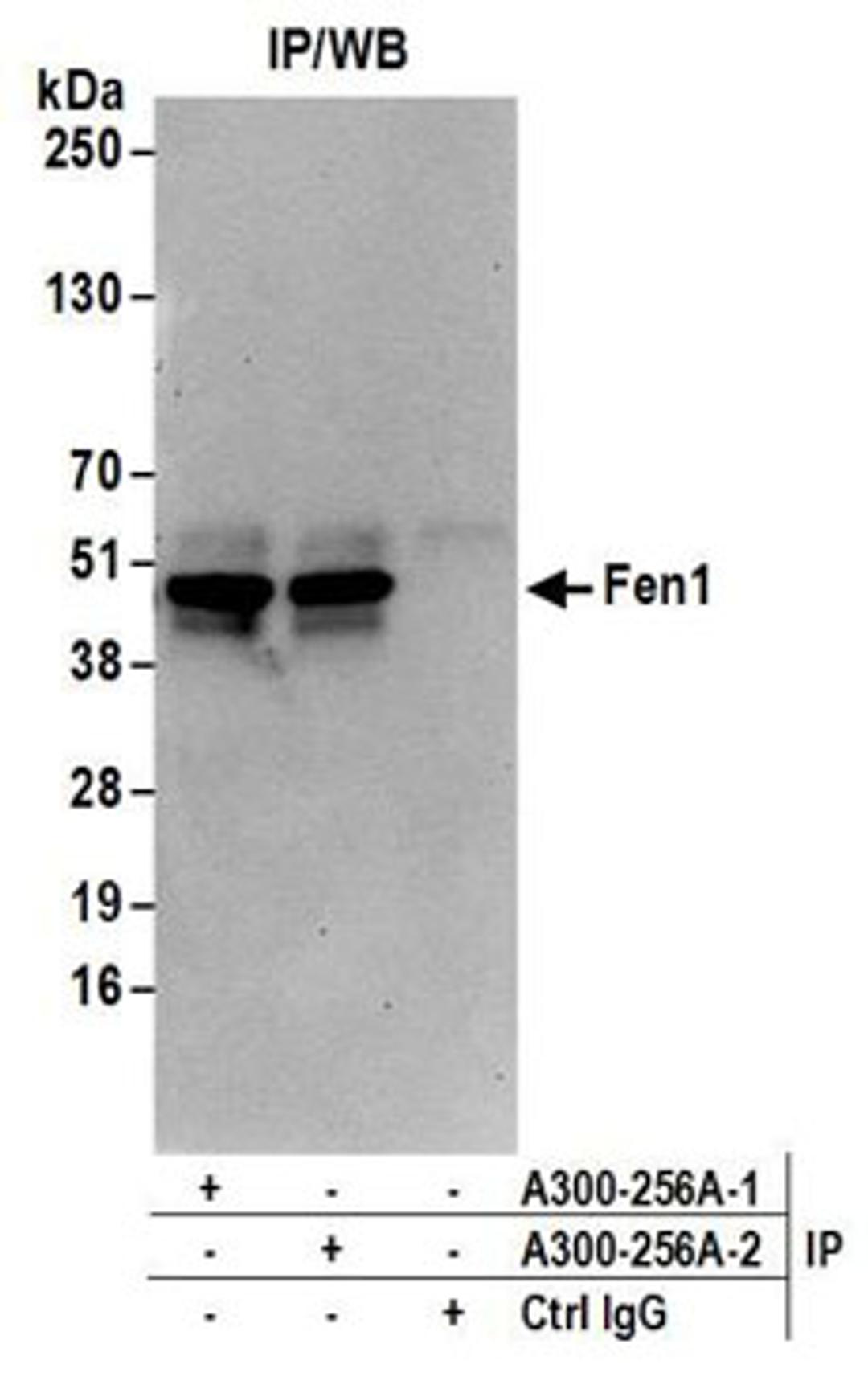 Detection of human Fen1 by western blot of immunoprecipitates.