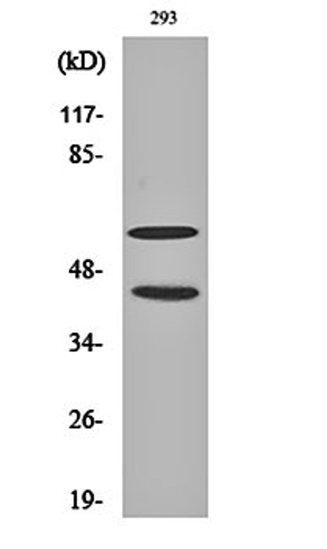 Western blot analysis of 293 cell lysates using JNK1/2/3 (phospho-T183/Y185) antibody