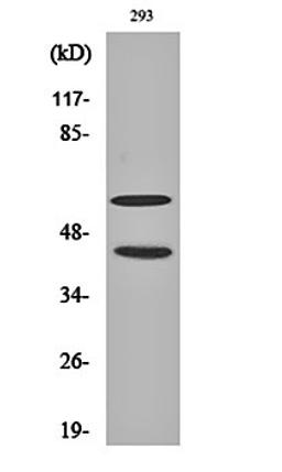 Western blot analysis of 293 cell lysates using JNK1/2/3 (phospho-T183/Y185) antibody