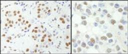 Detection of human and mouse NF-YA by immunohistochemistry.