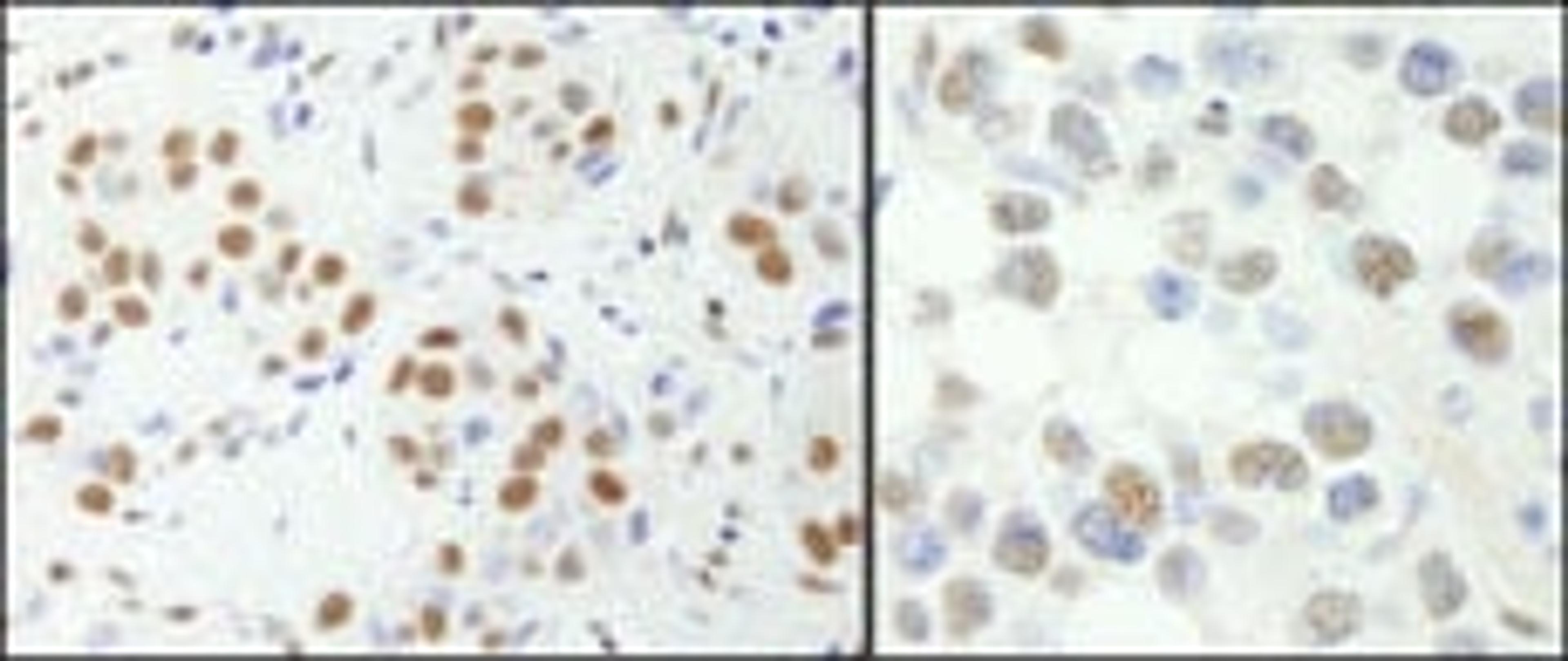 Detection of human and mouse NF-YA by immunohistochemistry.