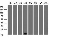 Western Blot: TSC22/TSC22D1 Antibody (4H8) [NBP2-46238] - Analysis of extracts (10ug) from 8 Human tissue by using (1: Testis; 2: Uterus; 3: Breast; 4: Brain; 5: Liver; 6: Ovary; 7: Thyroid gland; 8: Colon).